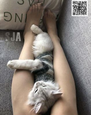 《疯狂动物城》国语版免费观看_国产剧动漫在线观看
